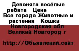 Девонята весёлые ребята › Цена ­ 25 000 - Все города Животные и растения » Кошки   . Новгородская обл.,Великий Новгород г.